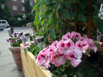 Plants: image 10 0f 15 thumb