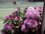 Plants: image 9 0f 15 thumb
